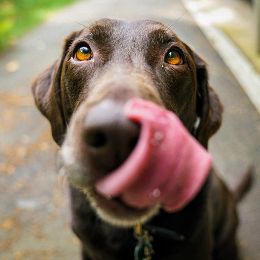 What can I put on my dog's lick mat? - .